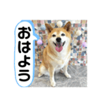 柴犬の恋さん（個別スタンプ：8）