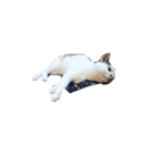 猫ときどき娘（個別スタンプ：1）