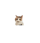 猫ときどき娘（個別スタンプ：6）