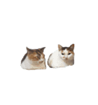 猫ときどき娘（個別スタンプ：7）