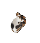 猫ときどき娘（個別スタンプ：12）