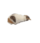 猫ときどき娘（個別スタンプ：15）