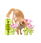 ぼくも保護猫（次男）（個別スタンプ：23）