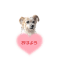 ヒメちゃんのスタンプ1（個別スタンプ：1）