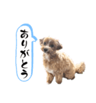 ヒメちゃんのスタンプ1（個別スタンプ：4）