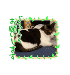 猫、すき？（個別スタンプ：5）