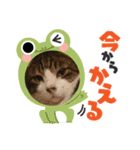 猫、すき？（個別スタンプ：7）