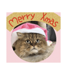 ミヌエット猫♥らんまるXmas（個別スタンプ：1）