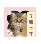 ミヌエット猫♥らんまるXmas（個別スタンプ：6）