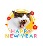 毎年使える♪かわいい猫写真の年賀(改良版)（個別スタンプ：11）