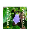 秋の山野草で おはようございます（個別スタンプ：13）