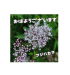 秋の山野草で 朝のご挨拶（個別スタンプ：7）