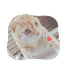 猫 ちぃの日常Vol.3（個別スタンプ：3）