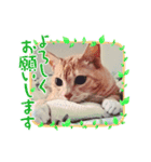 猫 ちぃの日常Vol.3（個別スタンプ：6）