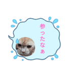 猫 ちぃの日常Vol.3（個別スタンプ：8）