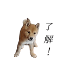 レッツゴー柴犬（個別スタンプ：1）