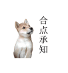 レッツゴー柴犬（個別スタンプ：4）