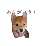 レッツゴー柴犬（個別スタンプ：5）