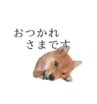 レッツゴー柴犬（個別スタンプ：6）