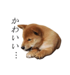 レッツゴー柴犬（個別スタンプ：7）