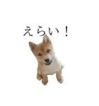 レッツゴー柴犬（個別スタンプ：10）