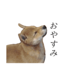 レッツゴー柴犬（個別スタンプ：11）