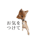 レッツゴー柴犬（個別スタンプ：14）