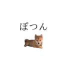 レッツゴー柴犬（個別スタンプ：15）