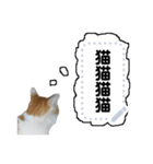 雑な一言猫（個別スタンプ：7）