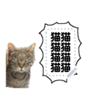 雑な一言猫（個別スタンプ：8）