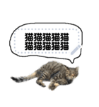 雑な一言猫（個別スタンプ：13）