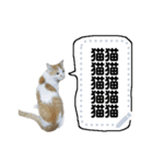 雑な一言猫（個別スタンプ：14）