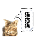 雑な一言猫（個別スタンプ：16）