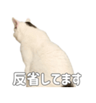 かわいい猫すたんぷ（つむぎ＆よしとら）（個別スタンプ：26）