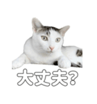 かわいい猫すたんぷ（つむぎ＆よしとら）（個別スタンプ：27）