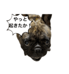 僕の名前はボー Vol.3（個別スタンプ：1）