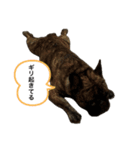 僕の名前はボー Vol.3（個別スタンプ：2）