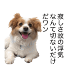 使いどころめっちゃ迷う犬返信。（個別スタンプ：3）