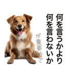 使いどころめっちゃ迷う犬返信。（個別スタンプ：4）