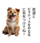 使いどころめっちゃ迷う犬返信。（個別スタンプ：5）