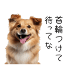 使いどころめっちゃ迷う犬返信。（個別スタンプ：12）