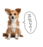 使いどころめっちゃ迷う犬返信。（個別スタンプ：13）