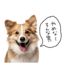 使いどころめっちゃ迷う犬返信。（個別スタンプ：14）