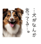 使いどころめっちゃ迷う犬返信。（個別スタンプ：17）