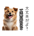 使いどころめっちゃ迷う犬返信。（個別スタンプ：18）