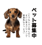 使いどころめっちゃ迷う犬返信。（個別スタンプ：25）