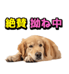 使いどころめっちゃ迷う犬返信。（個別スタンプ：27）