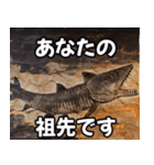 ⚫シーラカンス～化石化した古代魚～（個別スタンプ：11）