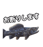 ⚫シーラカンス～化石化した古代魚～（個別スタンプ：32）