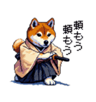 ドット絵 柴犬 侍 サムライしばいぬ（個別スタンプ：1）